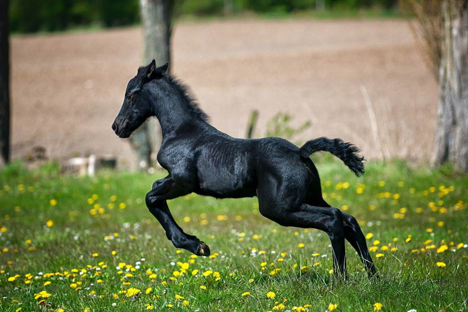A black horse running through the field