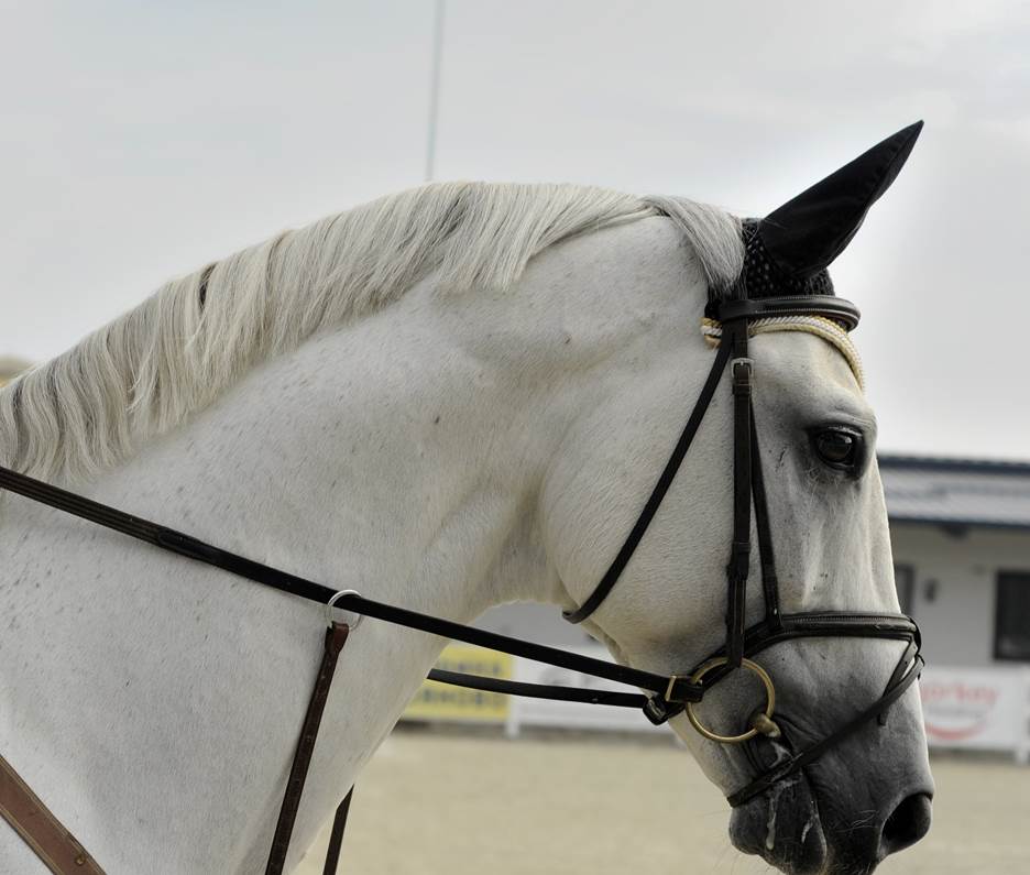 A well-groomed horse wearing a bridle