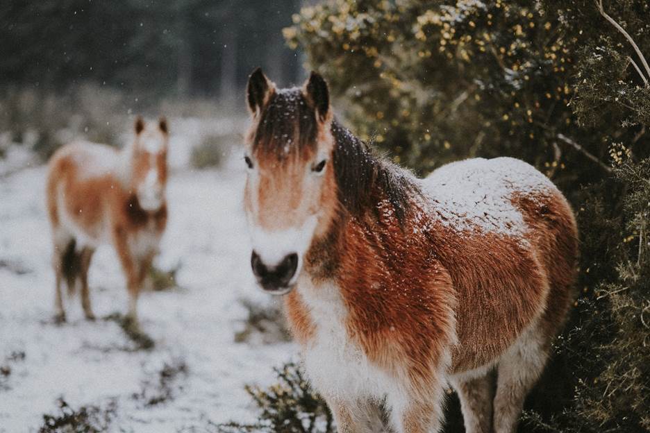 Two brown horses out in the snow