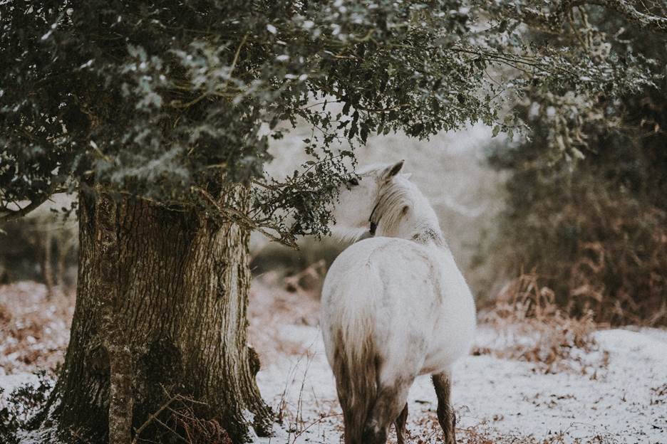 A white horse eating leaves of a tree during winter